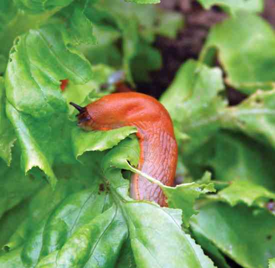 Slugs can eat many times their own weight per day.